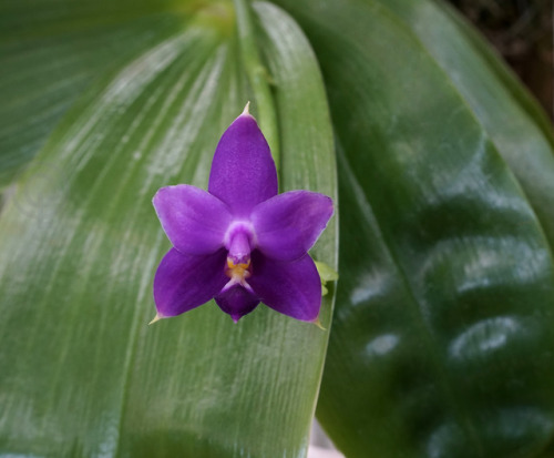 Phalaenopsis violacea v. coerulea  (indigo form)Malaysia/Sumatra