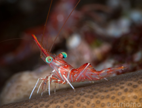 For such a common animal (and food item) shrimps are beautiful creatures that keep reefs free from d