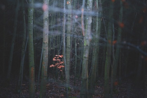 rudolfvlcek:Into The Woods