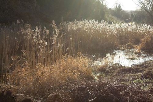 Goodbye summer… . . #summer #sunlight #nofilterneeded #naturallight #goldenhour #nature #land