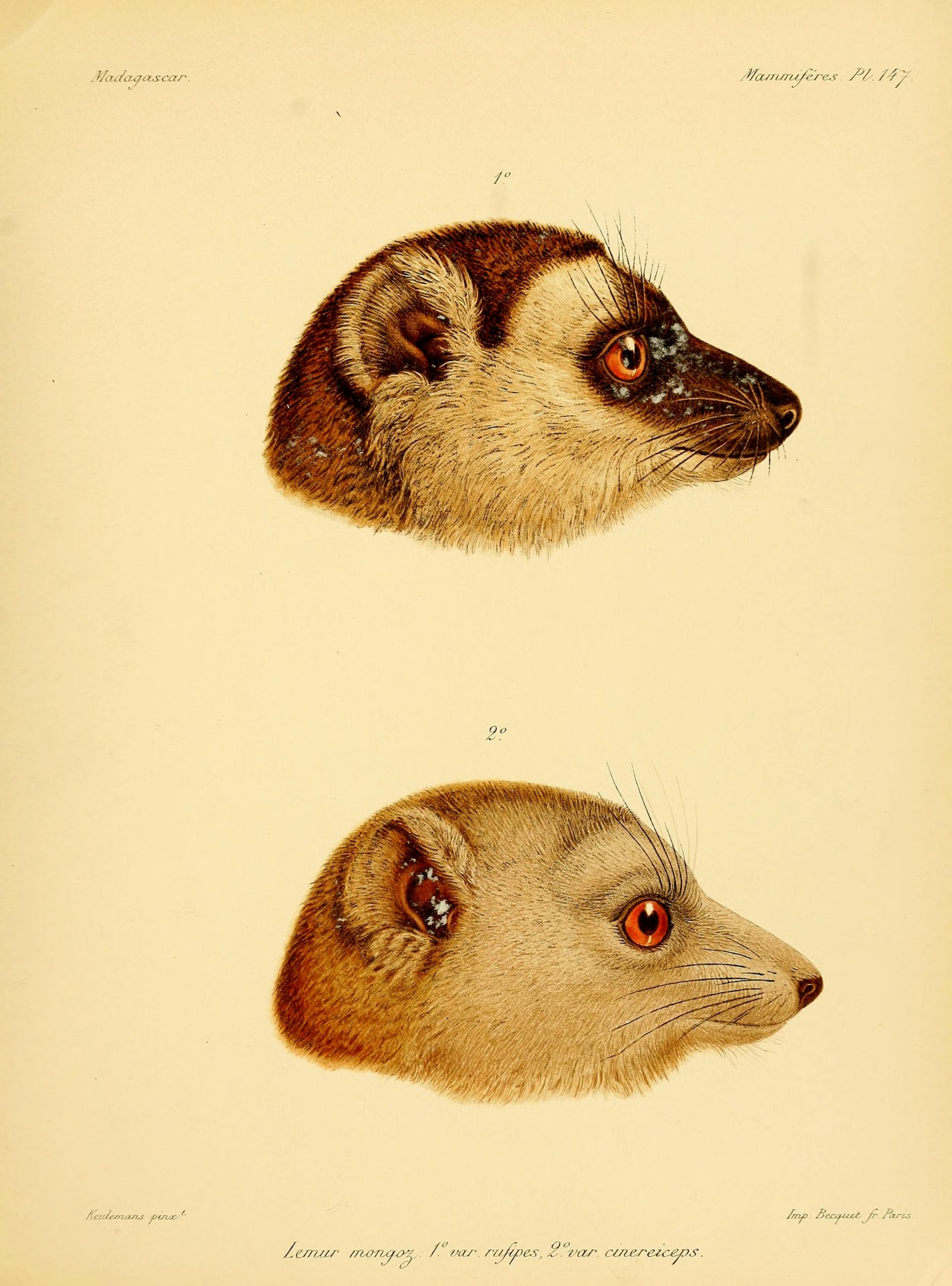 wapiti3:    Natural history, natural, and political Madagascar; LEMURS  By Grandidier,