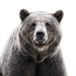 nature-madness:  Animal Portraits | Morten Koldby 