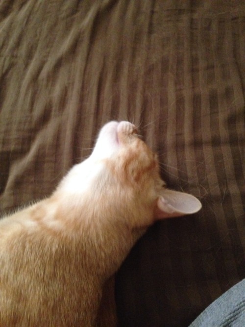 arolenotrelluf:The most handsome cat ever. My baby boy Vincent(Vinny). Love this brat.look at this c