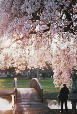 brutalgeneration:  floralscape wednesday,