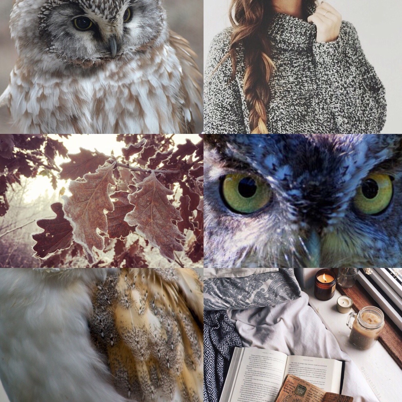 ✧ Owl Aesthetic ✧