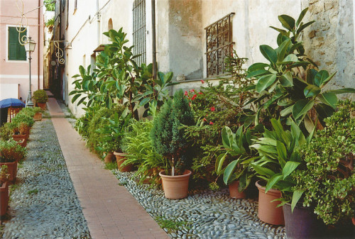 floralls:Cervo,Italy by Federica Capace