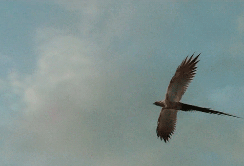 cruciatuz-deactivated: “when you have seen as much of life as I have, you will not underestima