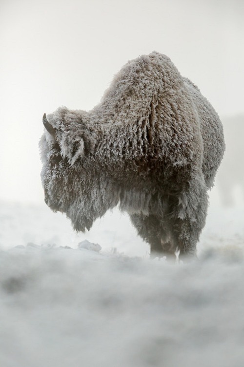 American Bison (Wyoming)
Raymond Leinster