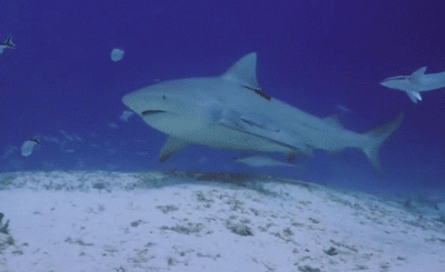 ucresearch:  Why music might be killing sharks For too long, sharks have been portrayed