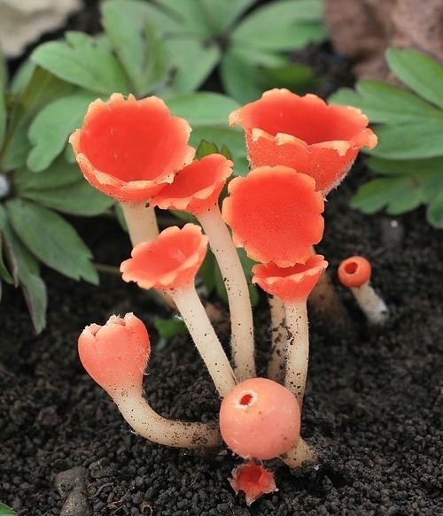 kisskissbanggbangg: Stalked Scarlet Cup (Microstoma Protractum)