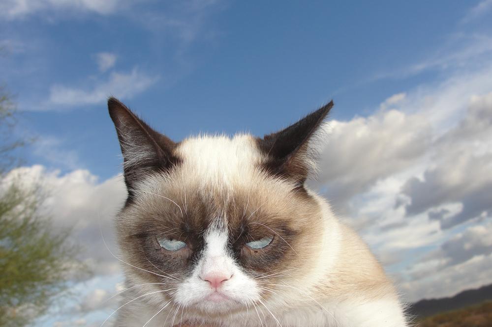 tardthegrumpycat:  The Daily Grump | December 25, 2012