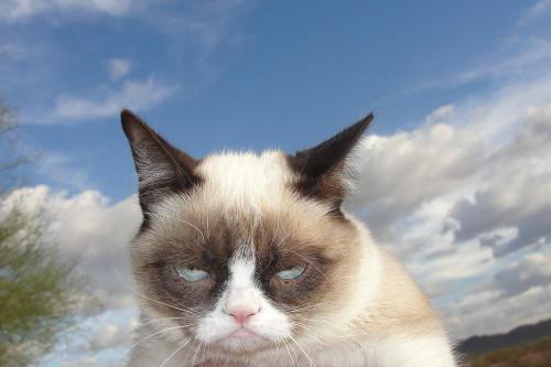tardthegrumpycat:  The Daily Grump | December 25, 2012