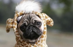 blossomsoneandonly:  Kitten, there were many things I could have chosen for you, but I went with a silly pug, because while our blossom was dealing with her mom, you were dealing with your own issues with your puppy, and you still never failed to check