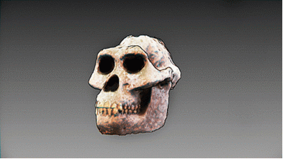 theolduvaigorge:  Australopithecus afarensis - forensic facial reconstruction by