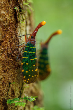 Miritamoku:  Creatures-Alive:  (Via 500Px / Lantern Bug By Petr Bambousek)  Nature