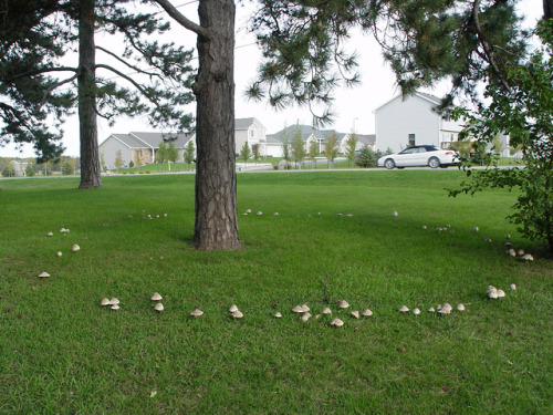 Fairy RingsThe term “fairy rings” refers to a formation of mushrooms that grow in an outward extendi