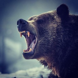thefairyglockmother:  You think grizzly bears wake up from hibernation and think”man I should have a summer body by now?” No. They wake up, attack shit, eat, and do bear things. They’re kings and queens of the mother f****n wilderness. Similar to