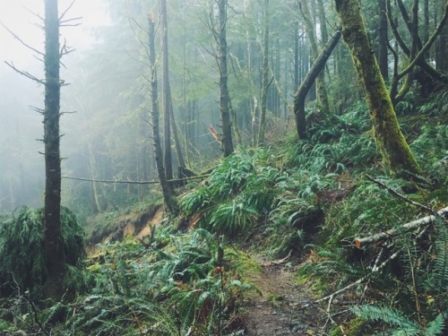 justapplyyourself:Tillamook Head Trail. Seaside, Oregon.