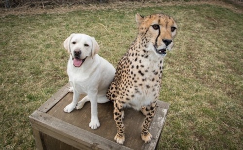 daddy-mcschlongleg: weavemama: weavemama: THIS IS TOO PURE  also it’s true how baby cheetahs are co
