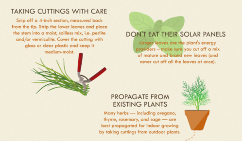 The Herb Grower’s Cheat Sheet*Growing seasons and planting information below are UK specific*Herbs f