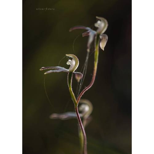 Caladenia orchids in fading dusk light - Aranda Bushlands  #orchids #terrestrialorchid #caladenia #o