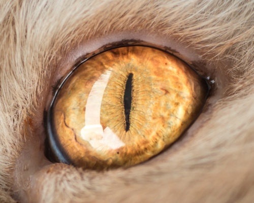 catsbeaversandducks: Cat Eyes Photos by ©The Great Went Pet Photography