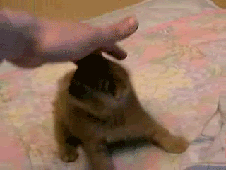 gif-tv:  other funny gifs - http://gif-guy.tumblr.com/