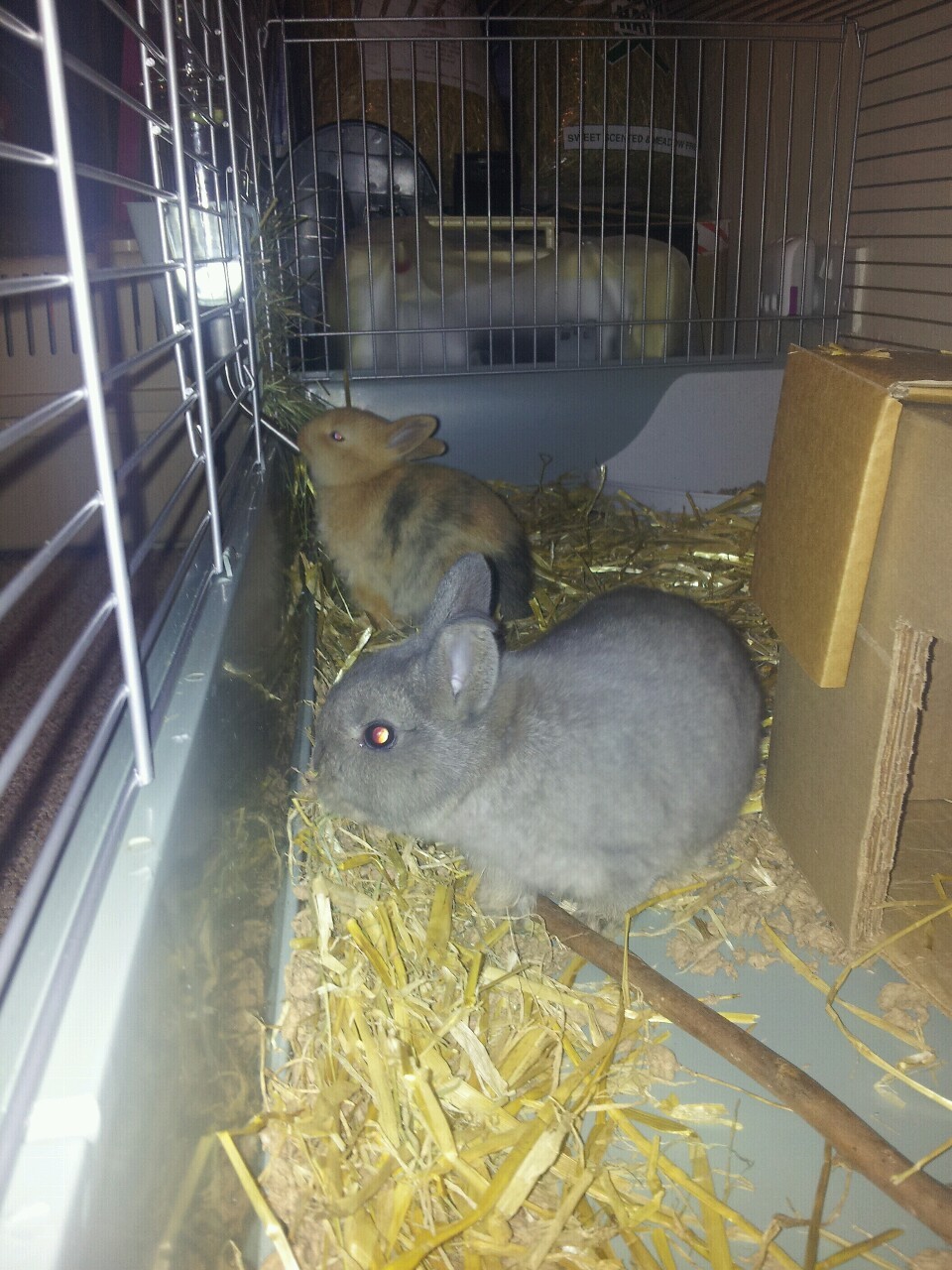 Our little furbuns are all settled in and starting to be brave and begin exploring.