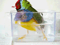funnywildlife:  Bird Bath!