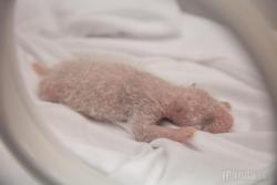 giantpandaphotos:  On August 12, Chimelong Safari Park, of the Chimelong Group, delivered a piece of good news to the world: A female panda named Ju Xiao had just given birth to three cubs during the period from 12:55 – 4:50 a.m., July 29. Thus they