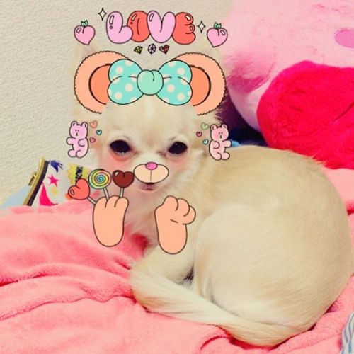 My #baby #チワワ #ぱちゃ #きゃわたん #pacha #chihuahua #pet #love