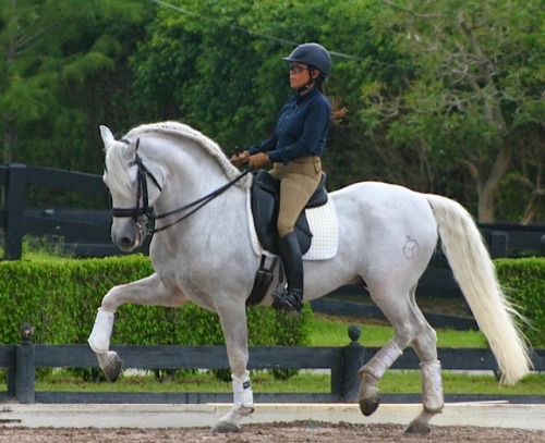 Esmaltado IVAndalusian, Gelding15.3hhBorn 1999