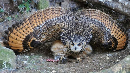 NIGHTLY, HAWKTER, GENJAR (Dark/Flying) & Mega GENJAR (Dark/Fighting)