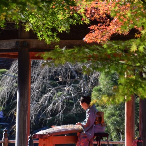どこかシンフォニックなメロディに聴き入ってしまいました。 #琴 #箏 #紅葉 #もみじ #庭園 #日本 #秋色 #成田山公園 #紅葉まつり #成田 #千葉 #japaneseharp #music #