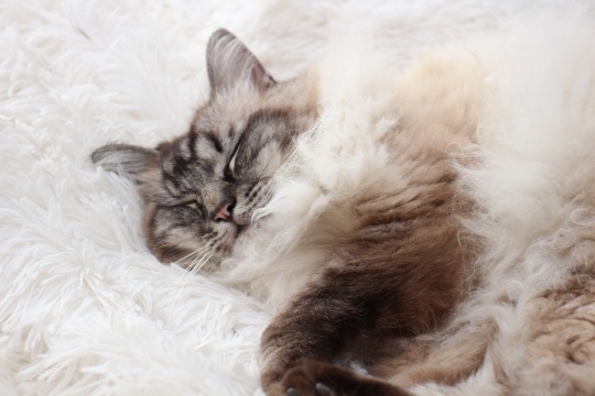 centralpurr:  
