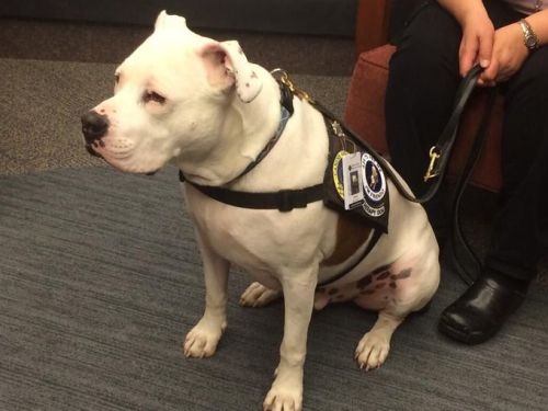 Pit Bull Therapy Chance, a rescued pit bull, had his first day as a therapy dog at a hospital in Col