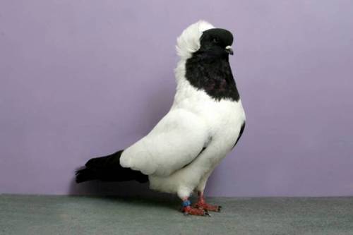 norma-bara: lacommunedeparis: m4levich:earthlynation:Fancy Pigeon Appreciation. Sourcelacommun