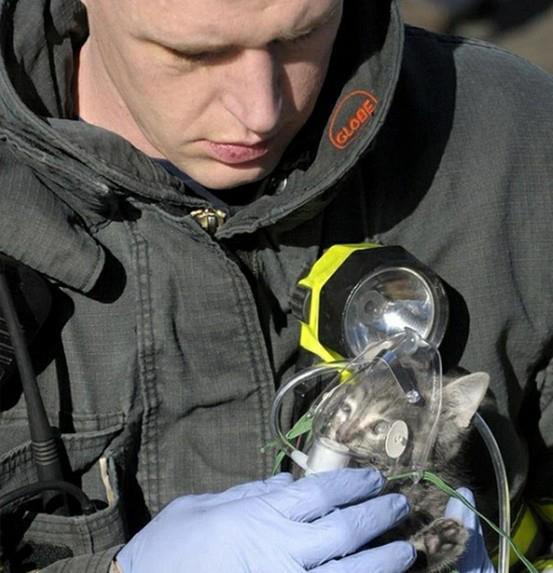 Pour sauver un petit chat, un pompier lui donne de l'oxygène