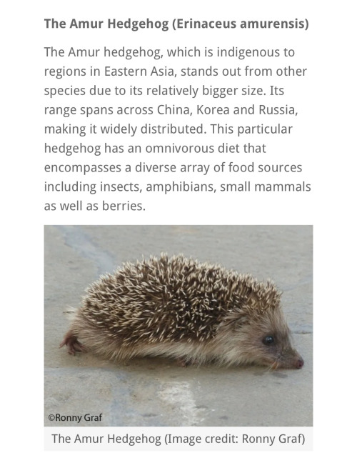 Im Gonna Use Biological And Scientific Information About Hedgehogs To Find My Artstyle.