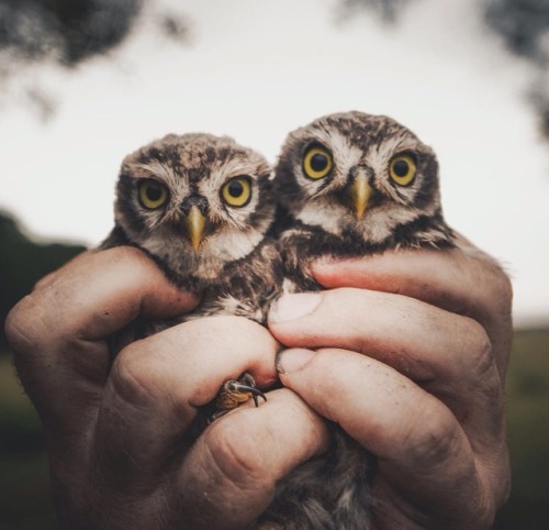 cutebeastsdaily:Photography by Konsta Punkka