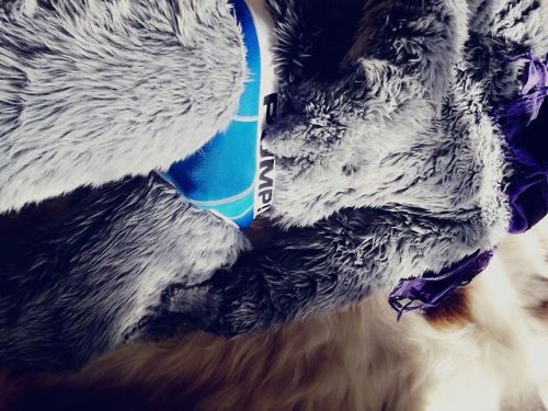 brucethespottedhotdog:My lovely blue underwear~This pair of underwear is so comfy <3