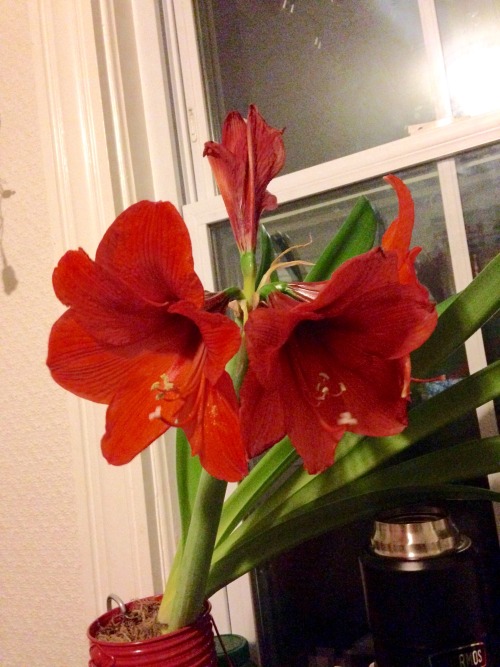 @correlateswhat has an amaryllis and the last time I saw it it was just some stumpy little green ste