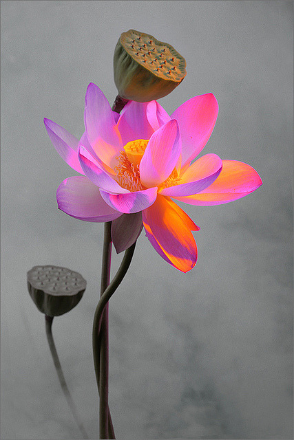 blooms-and-shrooms:  Flower by Bahman Farzad on Flickr.