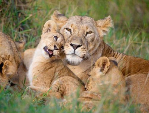 nubbsgalore:  lion cubs photographed by (click pic) jim richardson, dererck and beverly joubert, brandon harris, grégoire bouguereau and susan mcconnell. (previous posts on lions) 