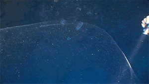 zerostatereflex:  Massive underwater blob off the coast of Turkey“A mysterious, gelatinous blob recently found off the coast of Turkey has been puzzling divers in the area.”“The transparent sphere measures around 13ft (4 metres) and was floating