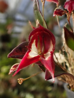 Orchid-A-Day: Lepanthes Felis November 30, 2016 