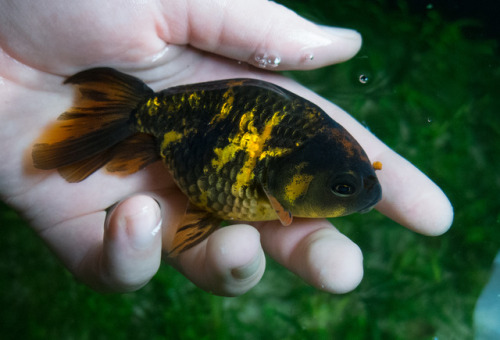 Some of my female Ranchu :)