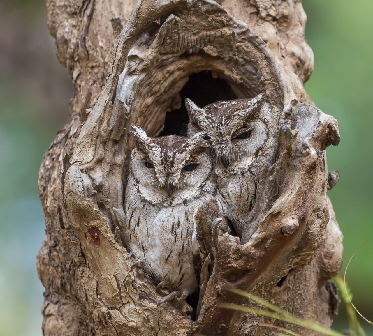 beautiful-wildlife:  Now you see me, Now you don't by Sarosh Lodhi