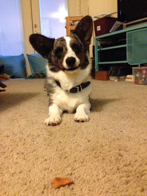 emmathebean:sawyerthecorgi:2nd Annual ESBC: 2014First off, I just want to say welcome back to everyo