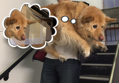 wwinterweb:  PSB: Distressed dog during fire drill (see 9 more) 